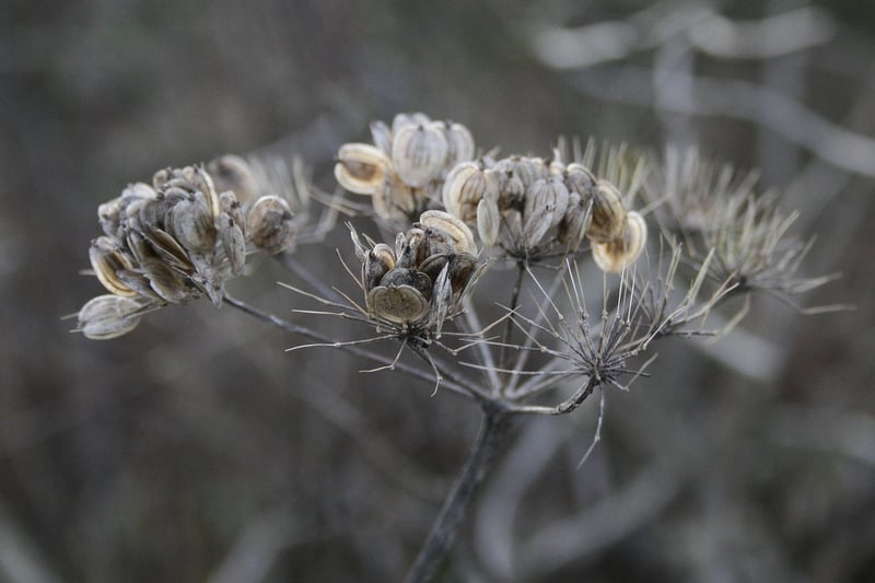 Fantasy Botany